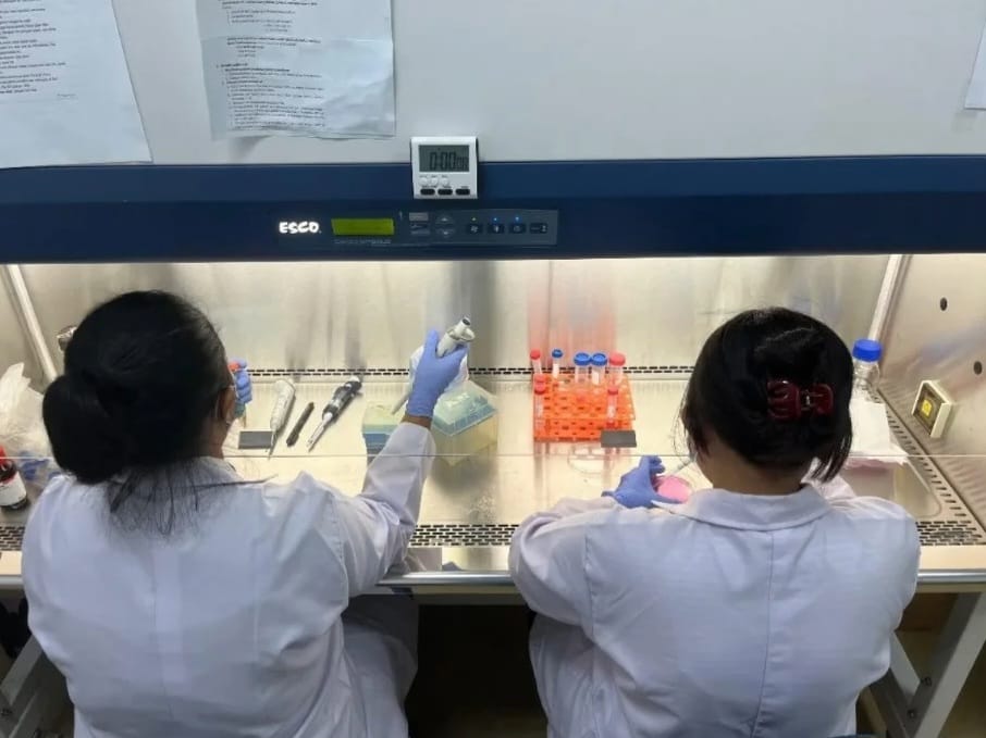 Mahasiswi FTb UAJY Teliti Potensi Maggot sebagai Agen Antikanker terhadap Sel Kanker HeLa